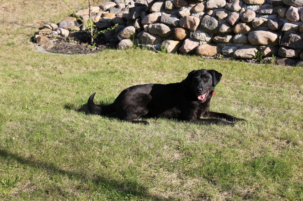 IMG_1084a Pippa lounging around