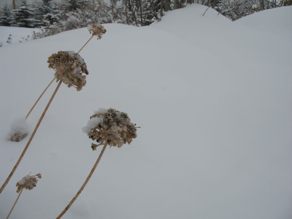 snow on the seedpods