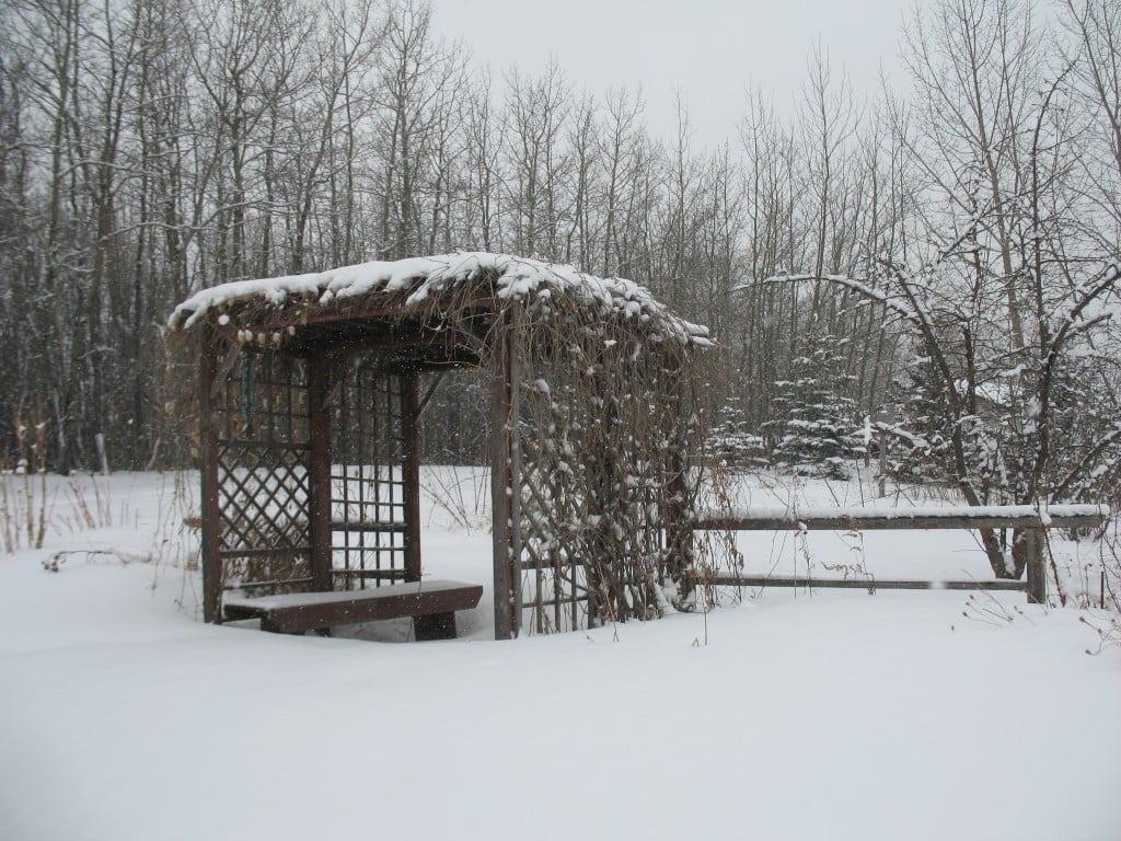 snow on the arbour