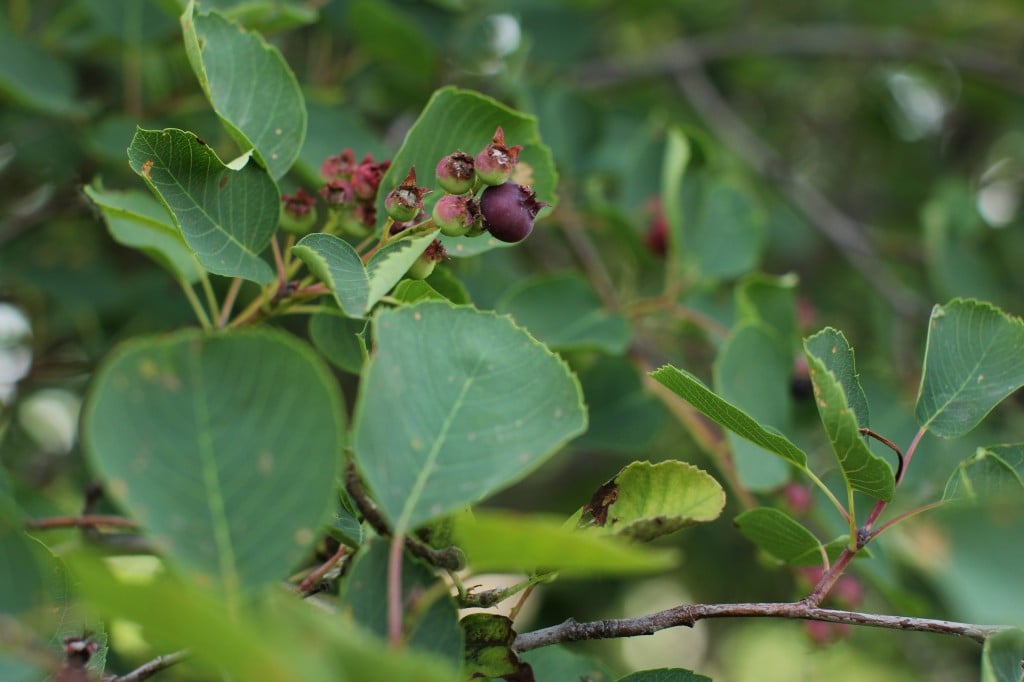 saskatoon berries are just starting to ripen