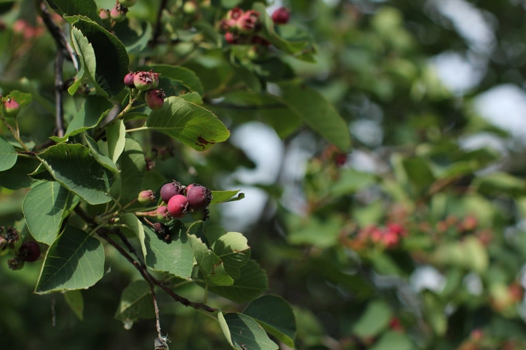 saskatoon berries on the tree