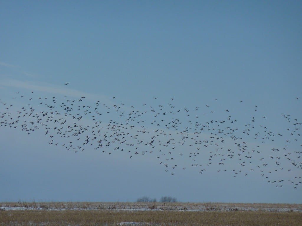 flock of geese in Saskatchewan