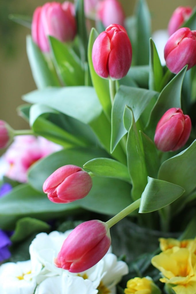pink tulips, broccoli lentil salad