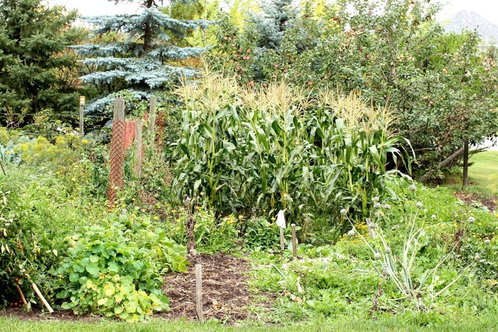 the late summer garden