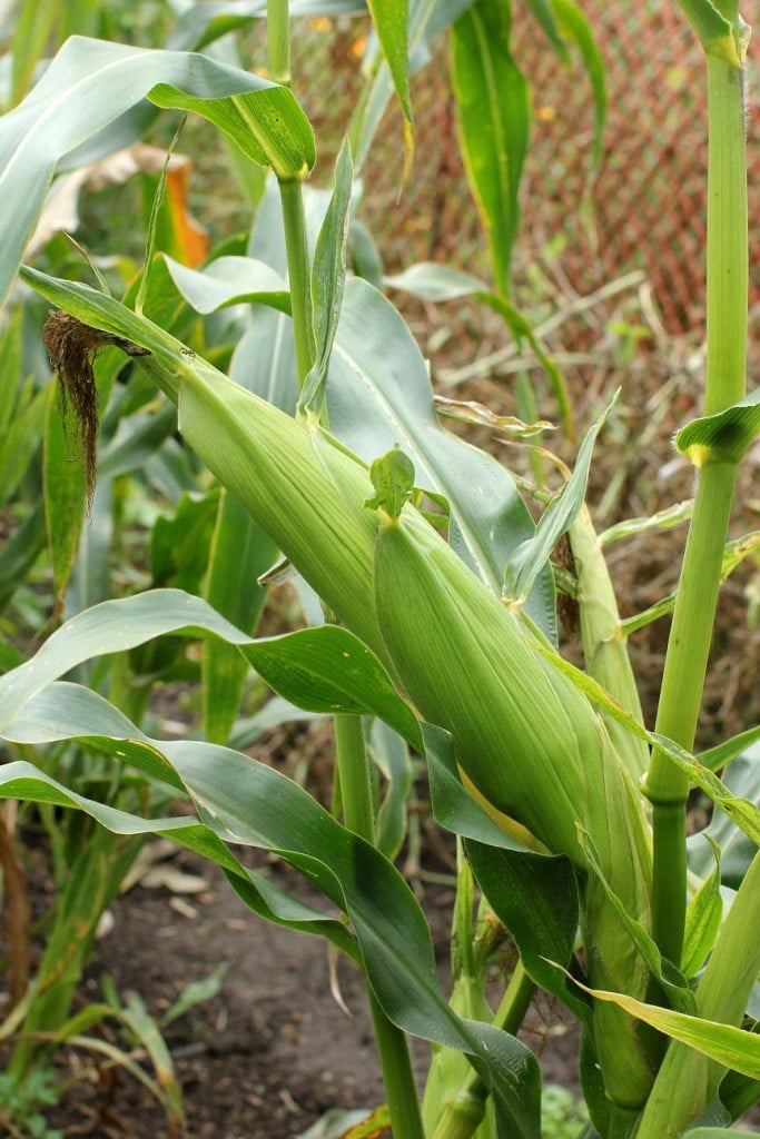 corn is ready to pick