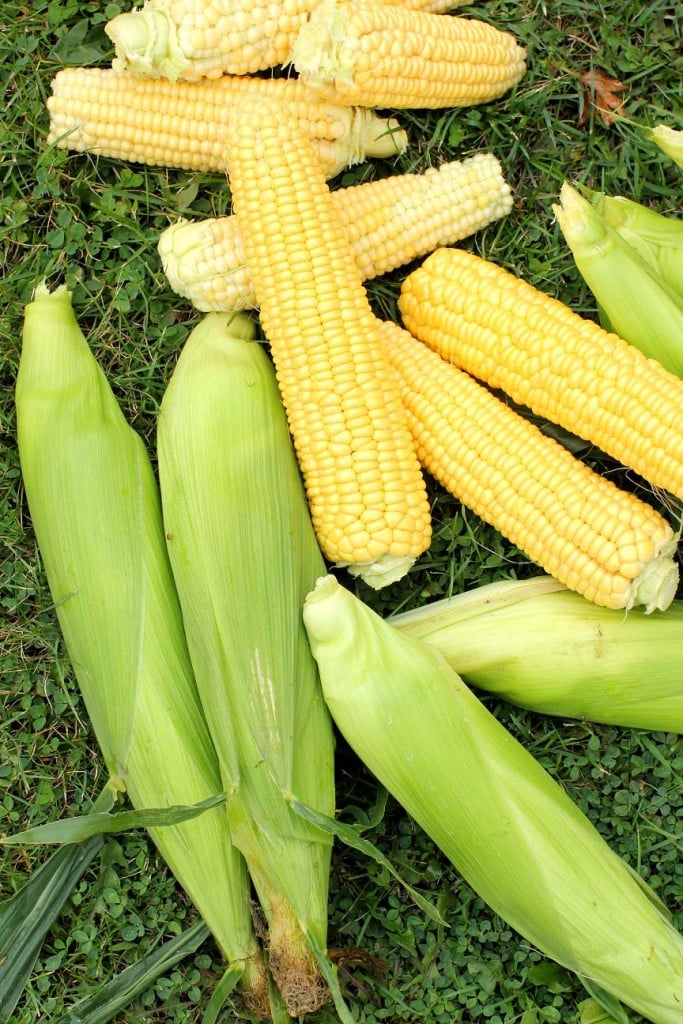 ripe ears of sweet corn