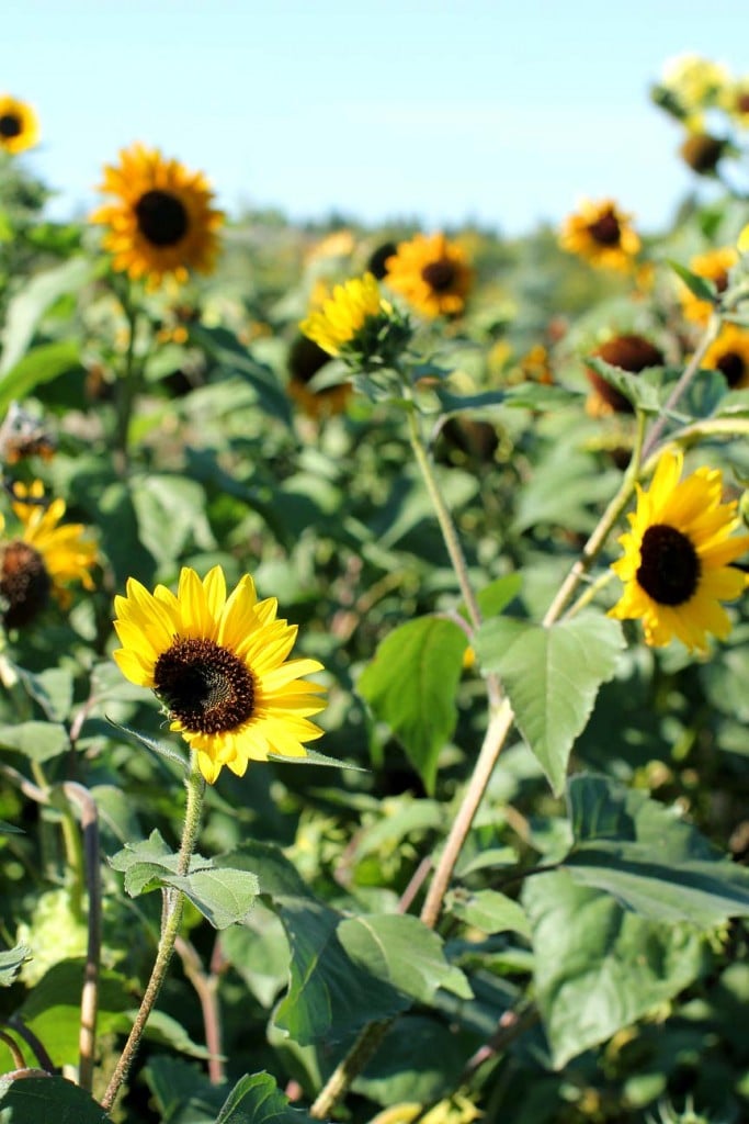 sunflowers at Peas on Earth