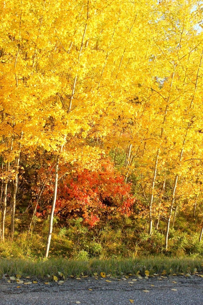 Eggless Pumpkin Pie, and Yellow Leaves