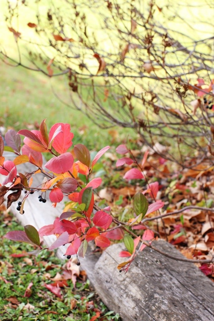 Bush with Red Leaves