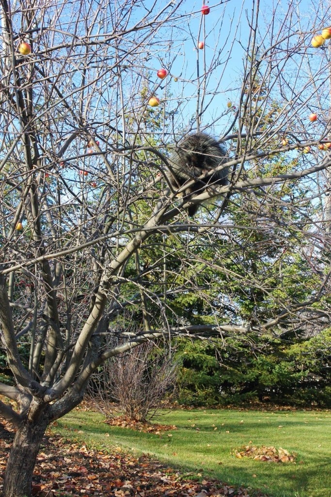 Cooking with Kids: Porcupine Meatballs, real porcupine in tree
