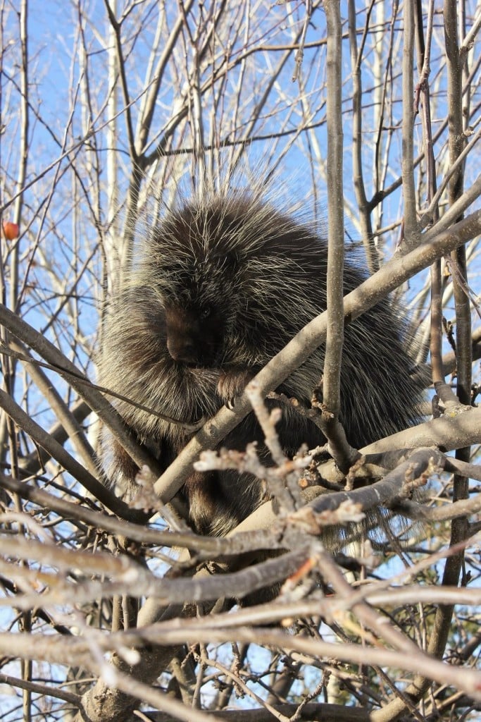 Cooking with Kids: there's a porcupine in our tree