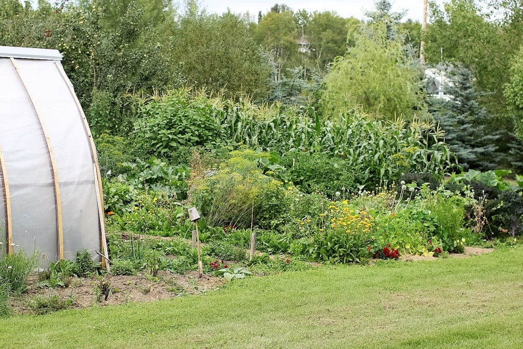 Herb Vinaigrette and Zucchini Salad, The Garden in Summer