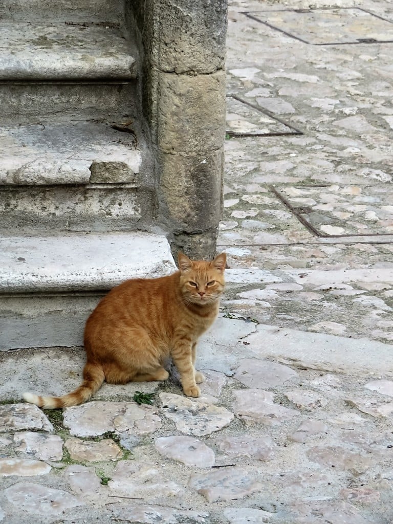 ginger cat by steps