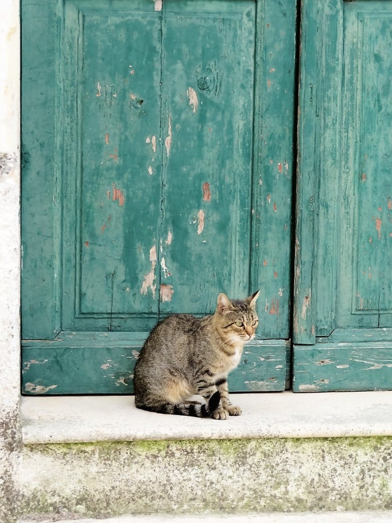 Tabby cat by green door