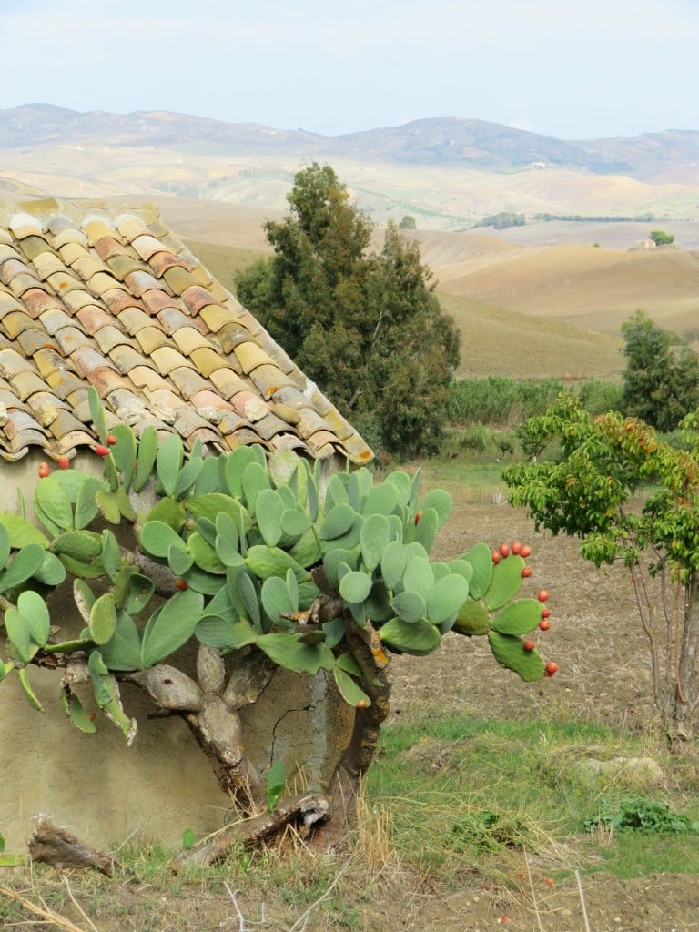 Cactus bush in Sicily