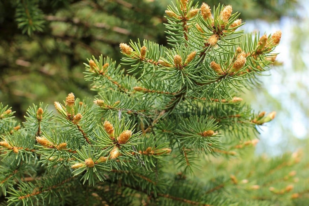 pickled spruce tips - tender tips to harvest