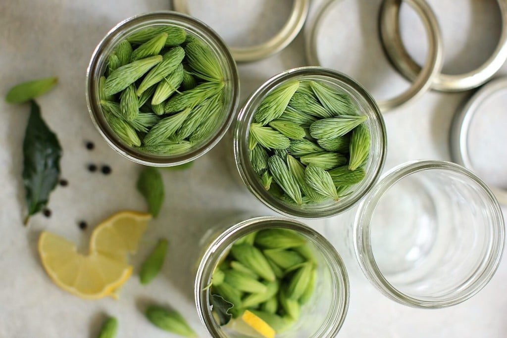 pickled spruce tips - filling the jars