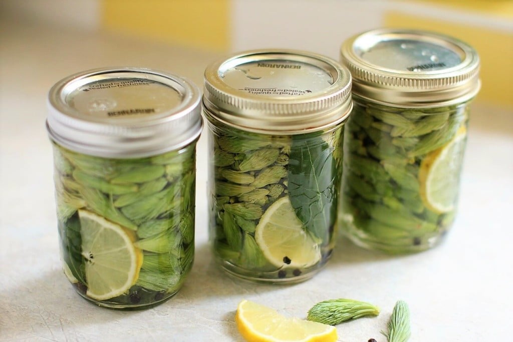 jars of pickled spruce tips ready to process