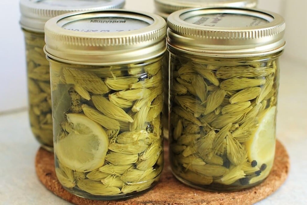 Pickled Spruce Tips - half pints ready to store for the winter and many delicious uses