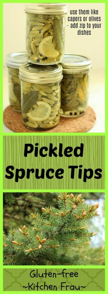Pickled Spruce Tips are a delicious spring delicacy - taste like capers or olives and add zip to your dishes.