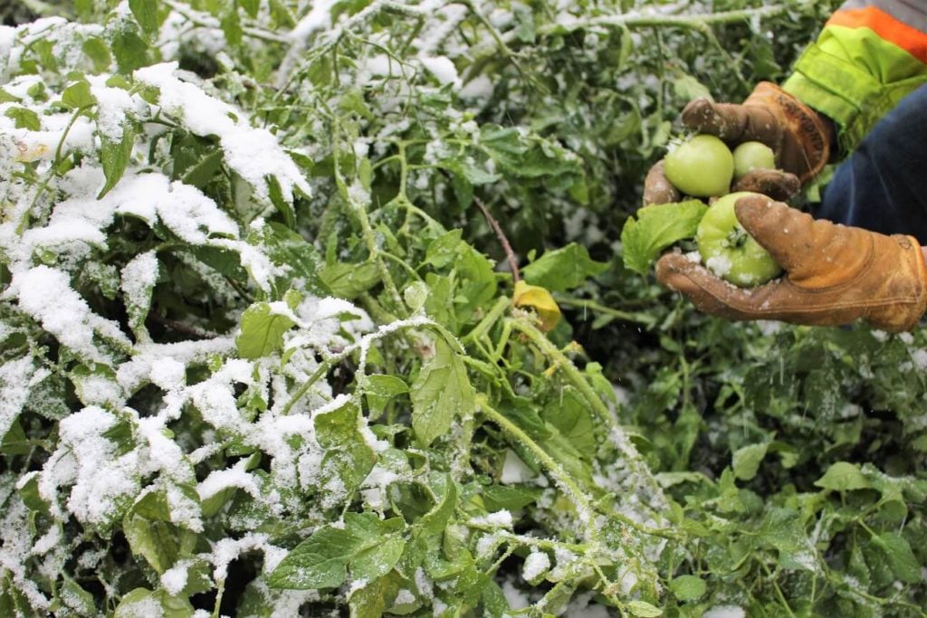 golden lentil soup; green tomato harvest in the northern Alberta snow