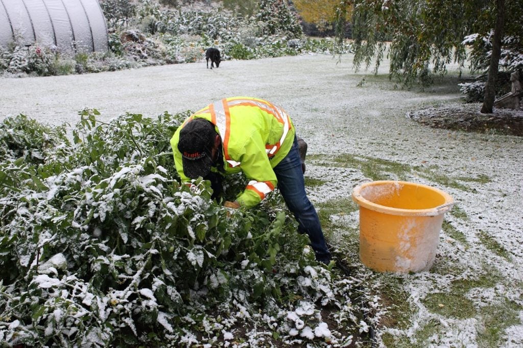 golden lentil soup; picking tomatoes in the snow