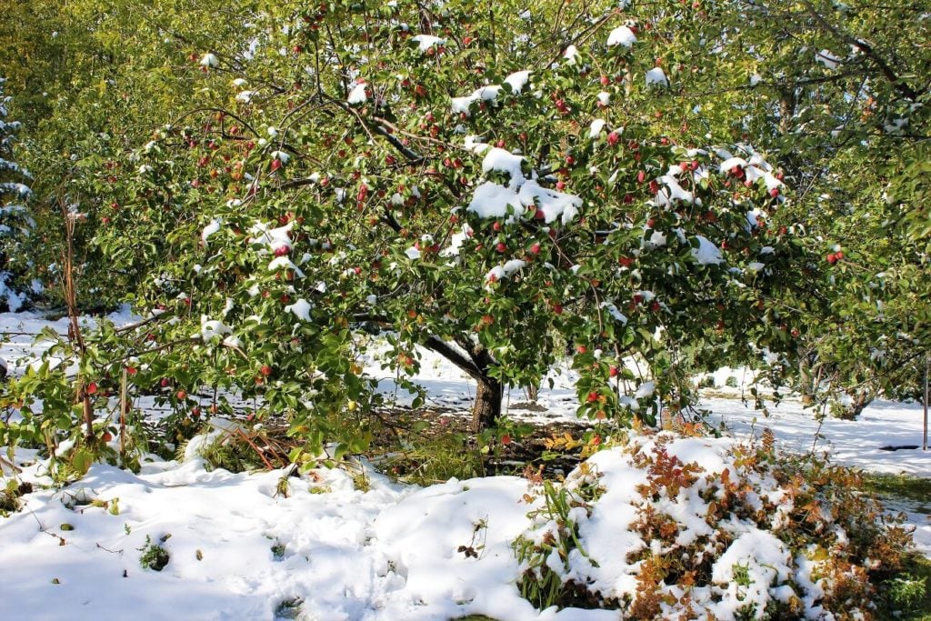 golden lentil soup; apple tree after the snowfall