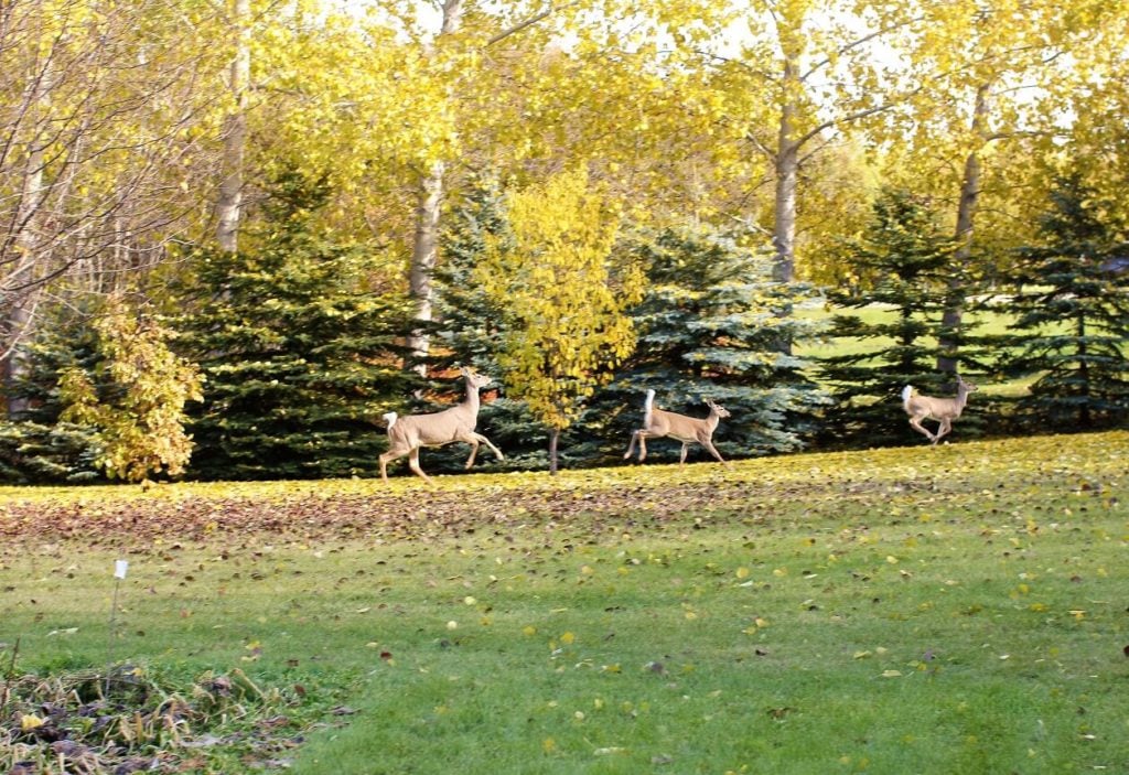 golden lentil soup; deer making their getaway after raiding the garden