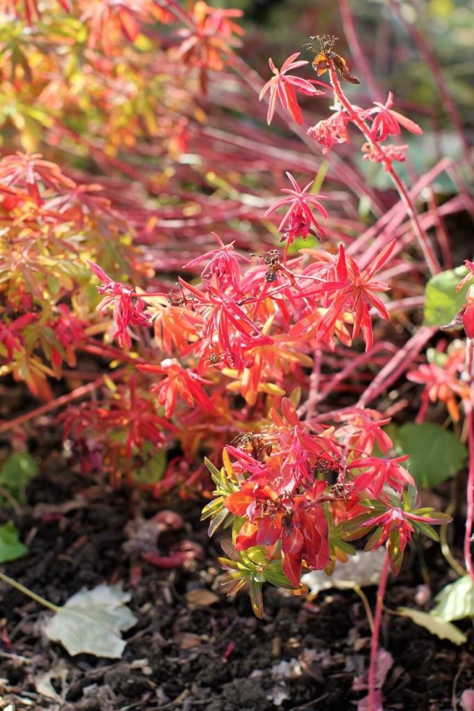 golden lentil soup; cushion spurge in the fall