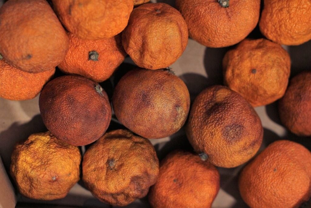 sad old Christmas oranges for making a batch of Orange Cream Sodas