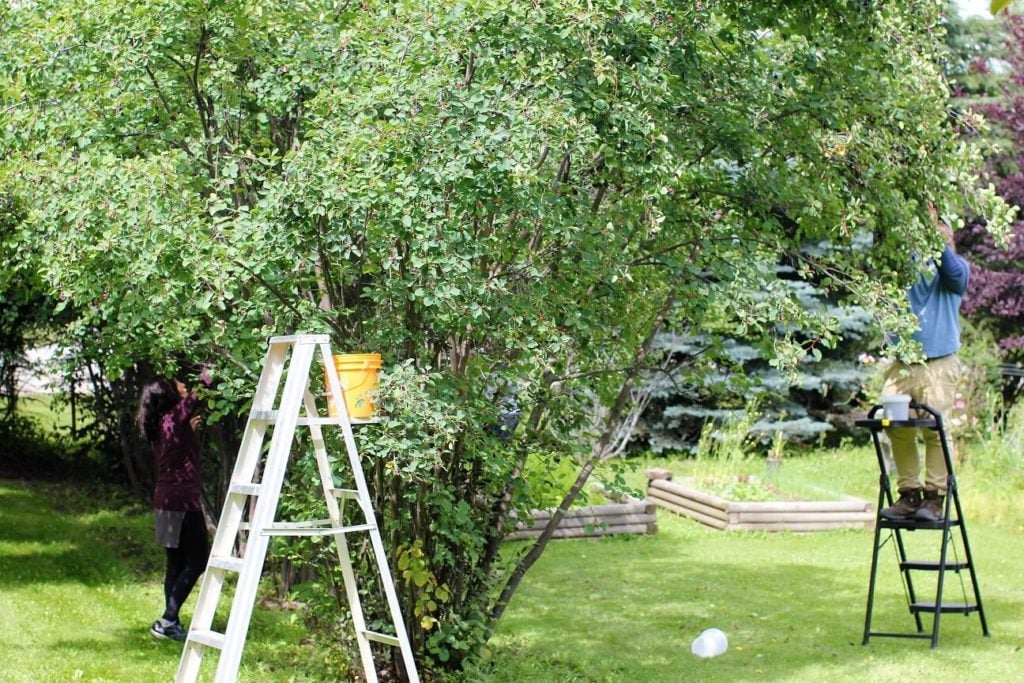 saskatoon muffins; picking the berries for the muffins, ladders in trees