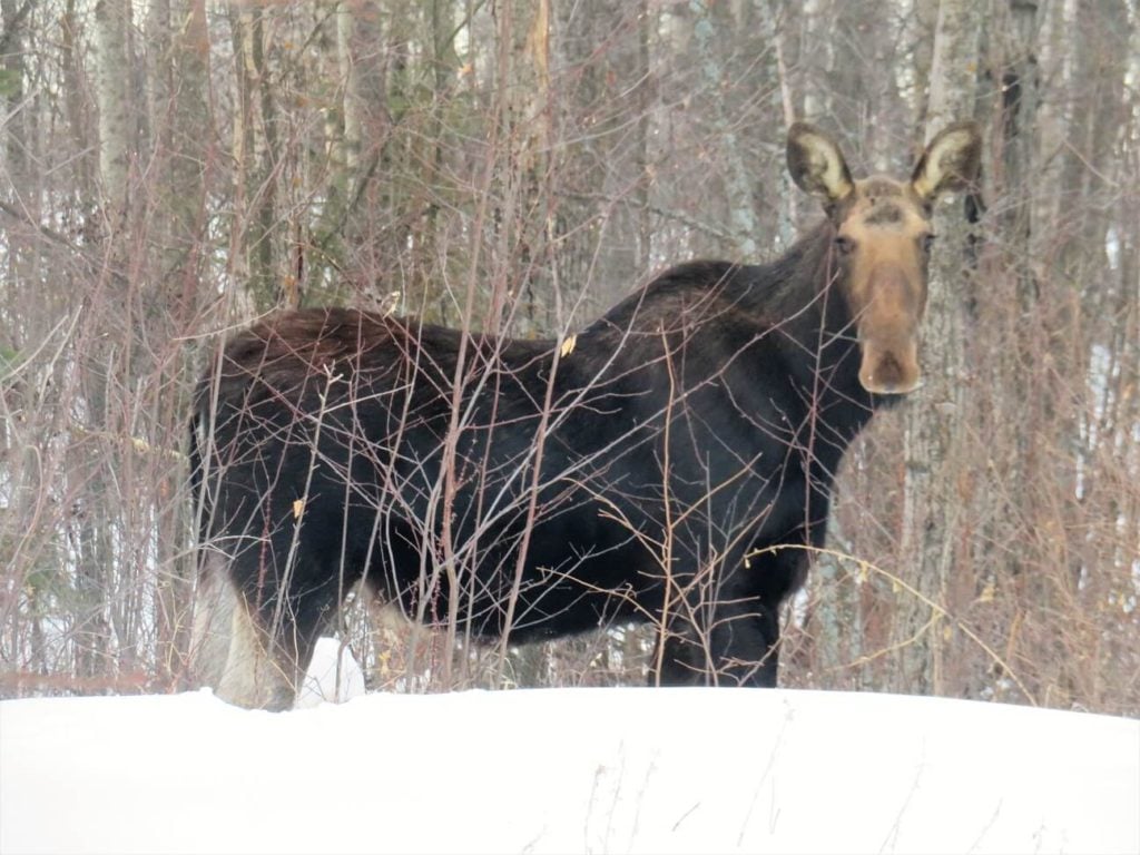 mama moose gives us a stare