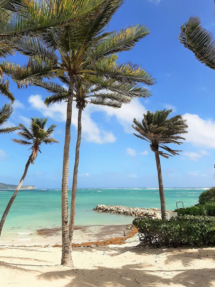 palm trees swaying in the breezes against the turquoise ocean and silky sand