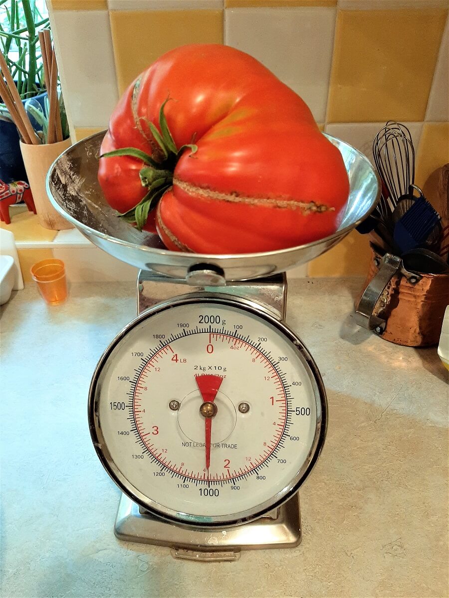 1 kilo tomato laying on the scale