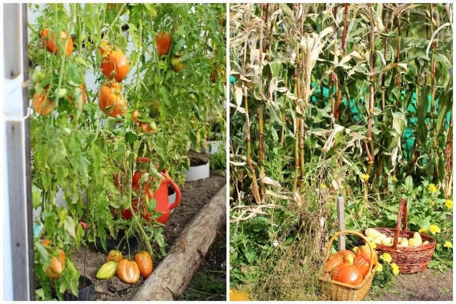 tomatoes in the greenhouse and corn in the garden