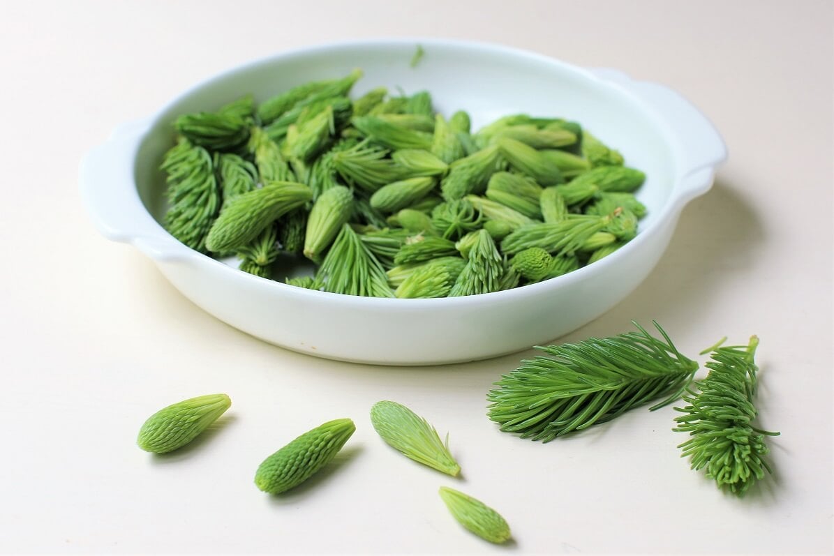 white dish of spruce tips