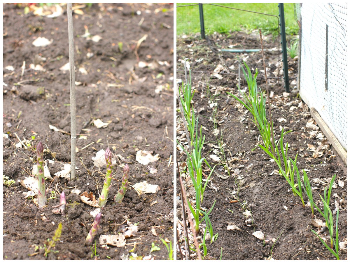 2 photo collage. left: asparagus popping out of the soil. right: 2 rows of garlic plants.