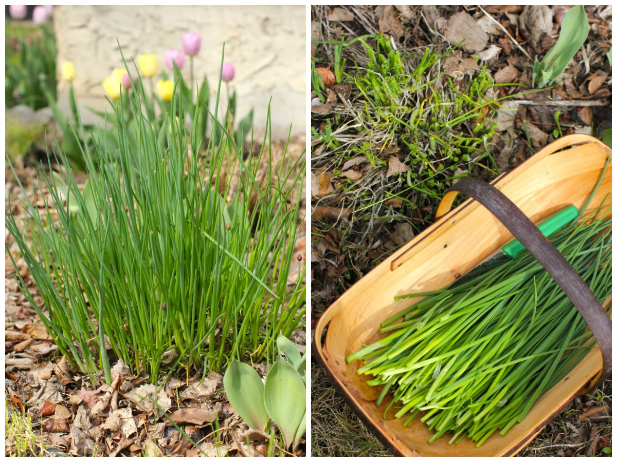 2 photo collage. left: clump of chives in garden. right: cut chives in trug.