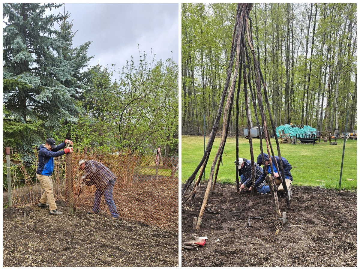 2 photo collage. left: putting in the pea fence. right: planting the pole beans.