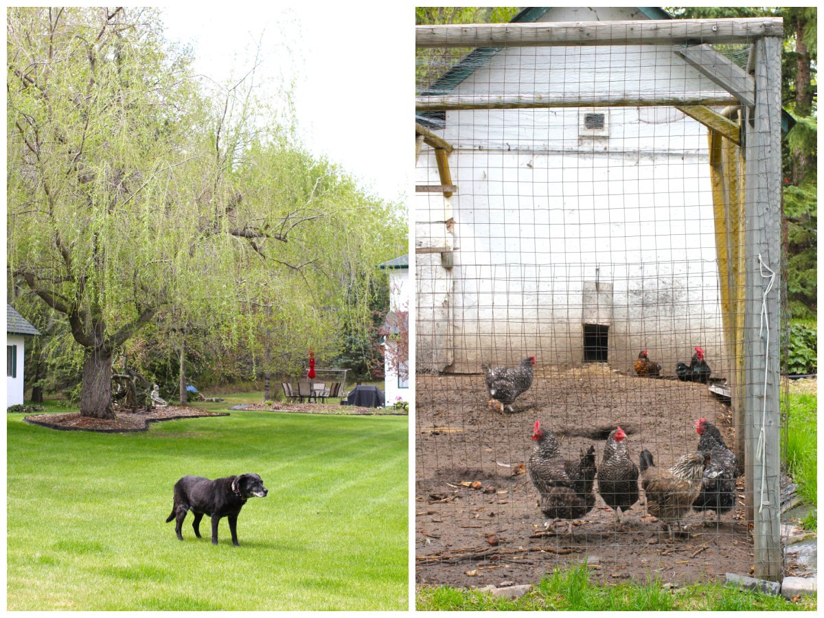 2 photo collage. left: Pippa in front of the willow tree. right: chickens in their run.