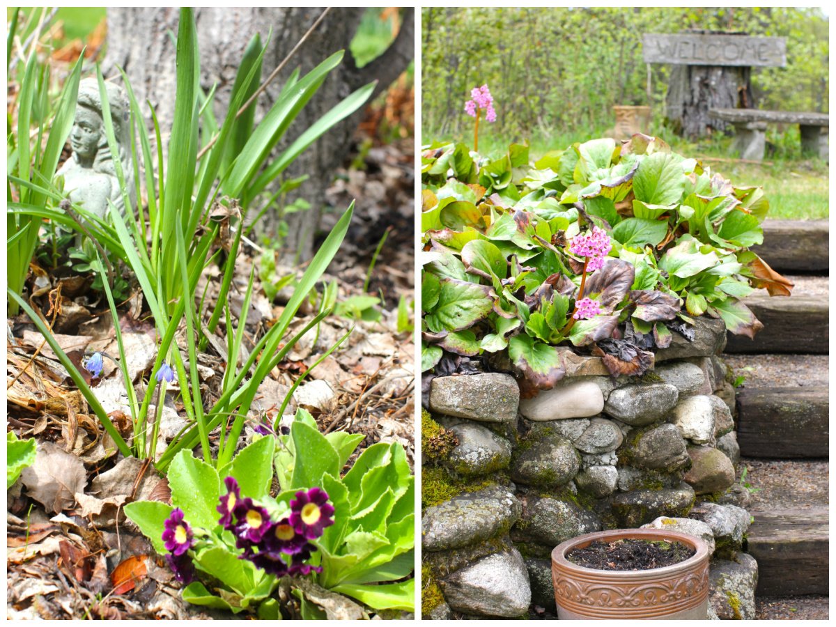 2 photo collage. left: burgundy primulas. right: bergenias on the rock wall.