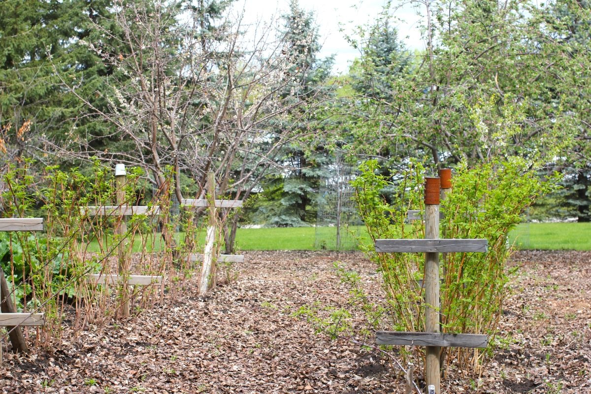 raspberry canes greening up in the orchard garden.