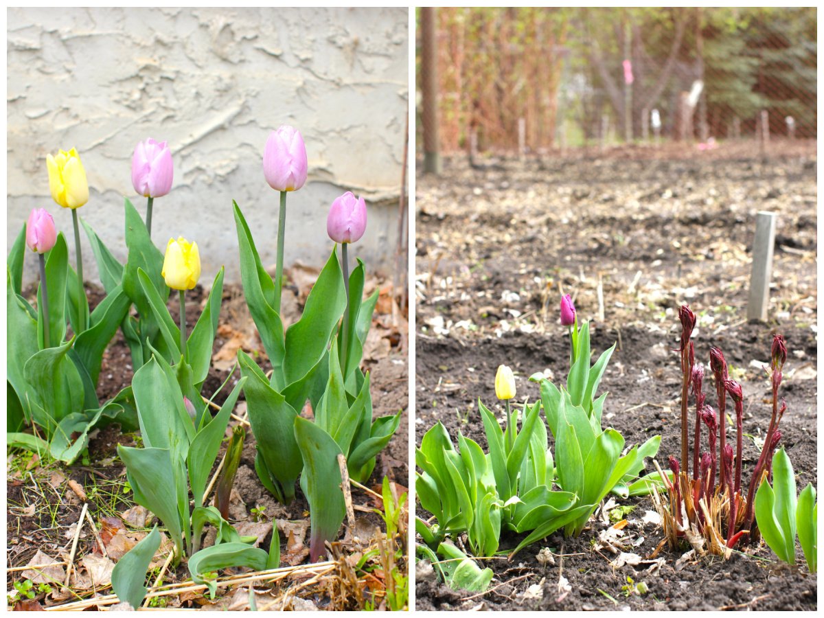 2 photo collage. left: pink and yellow tulips. right: tulips and peony shoots