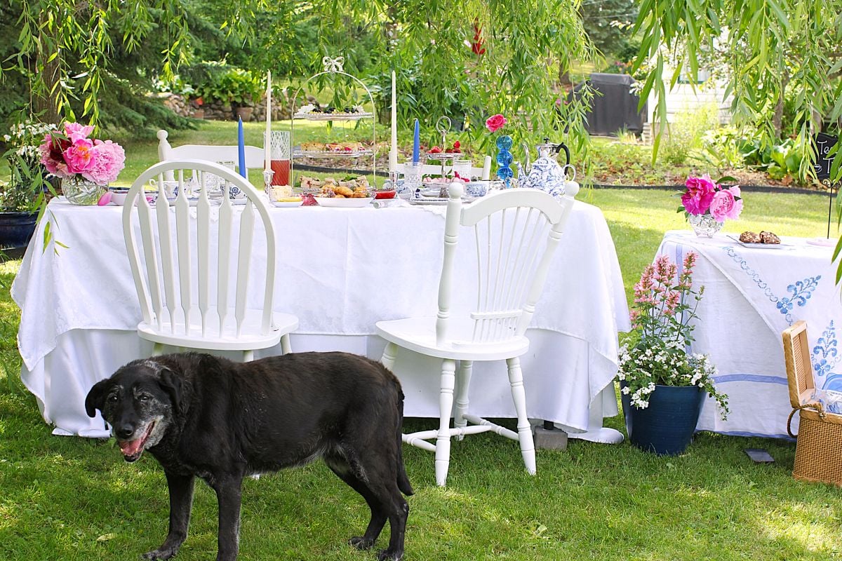 Pippa, the black lab in front of the set table for afternoon tea outside.