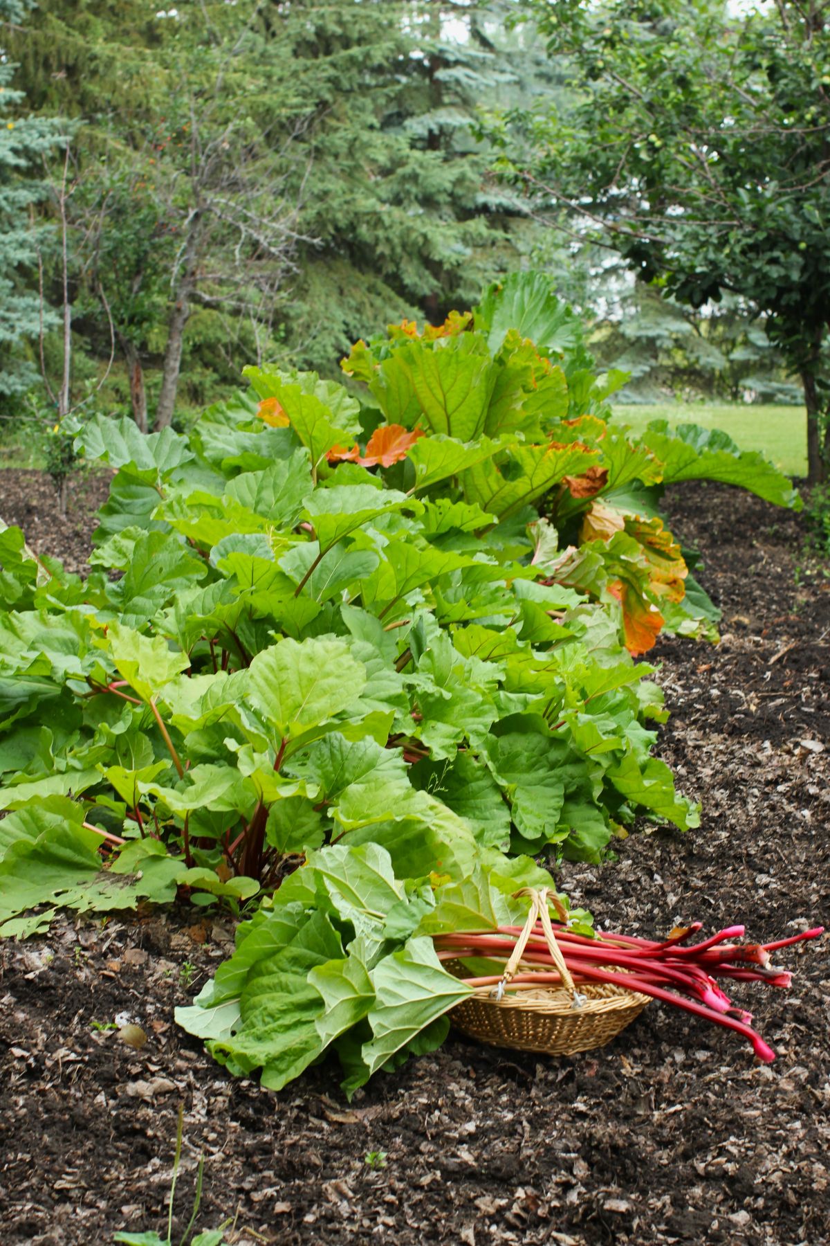 Our rhubarb plants in the garden, with a basket of stalks in front of it.