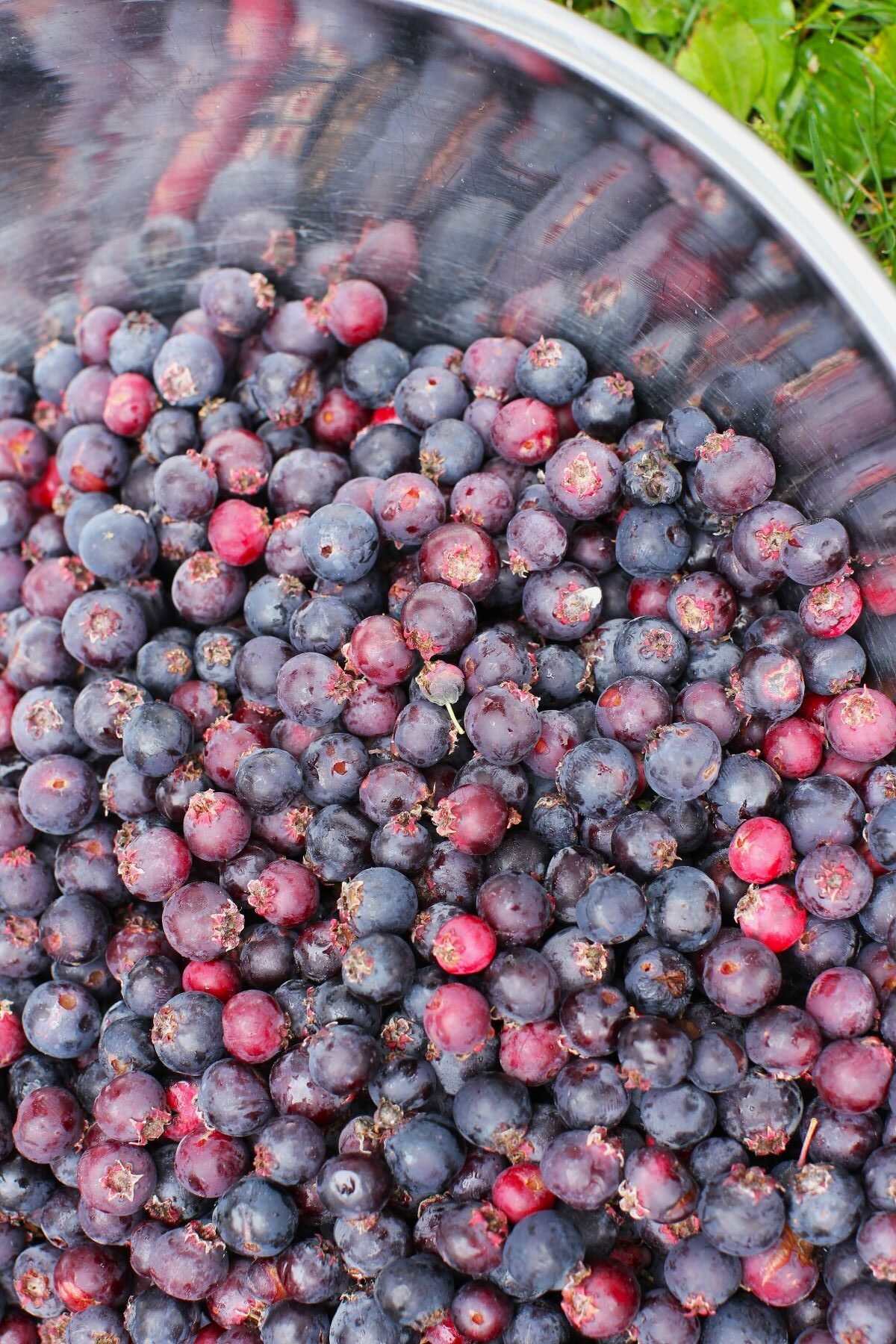 Close-up of a big bowl of freshly picked saskatoons.