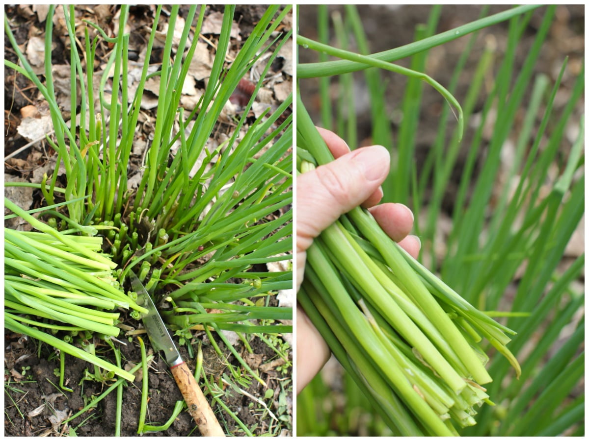2 photo collage of cutting a handful of chives in the garden.