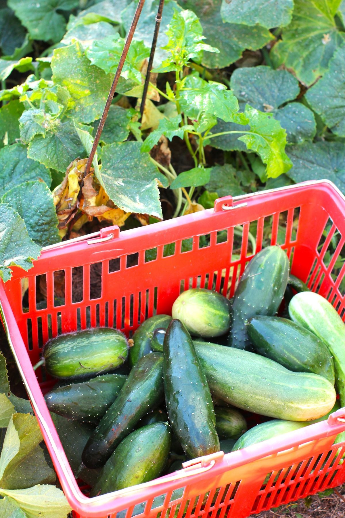 A red plastic basket of just-picked cucumbers beside the cucumber patch in the garden.