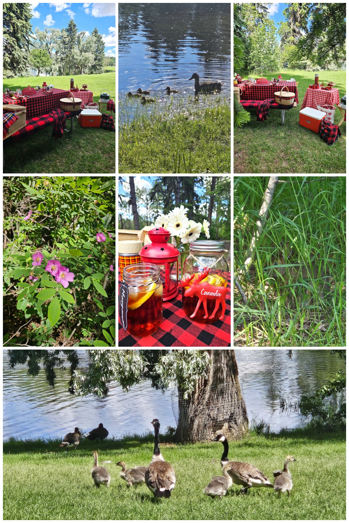 7 photo collage of Canadiana picnic scenes, including Canada geese, wild roses, ducks, and bunny hiding in grass.