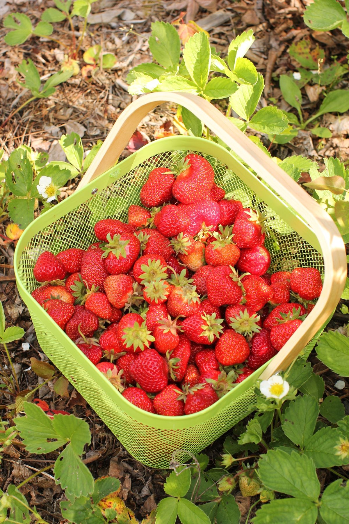 A green basket full of ripe strawberries, set in the middle of the strawberry patch with a few white blossoms on the plants.